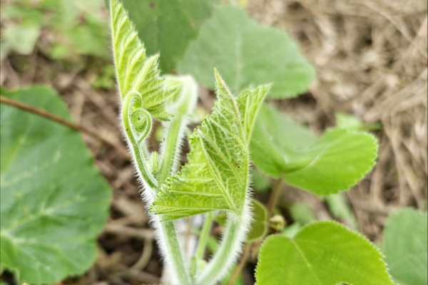 南瓜藤的功效與作用、禁忌和食用方法