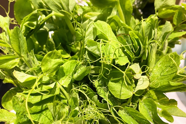 豌豆尖是發物嗎