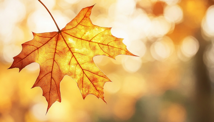 白露節(jié)氣降水特點(diǎn)是什么 影響白露節(jié)氣降水的因素