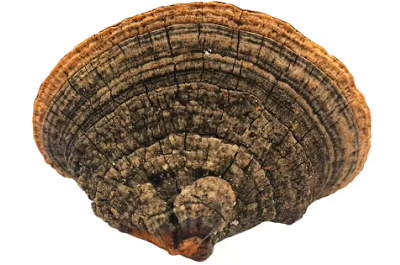 丁香桑黃有啥作用 丁香桑黃的四大功效