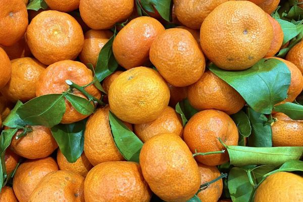 砂糖橘和葡萄柚的健康搭配方法有哪些