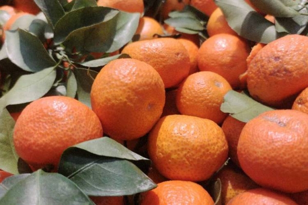 砂糖橘的健康功效有哪些-易網<a href=http://m.aoa7937.com/ target=_blank class=infotextkey>健康養生</a>網 砂糖橘的健康功效有哪些