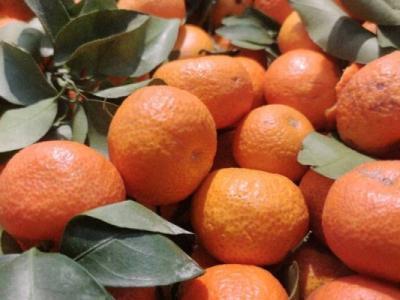 砂糖橘是如何幫助提高免疫系統的