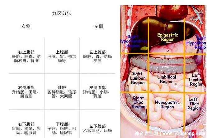 男性左側疼痛位置圖圖解，左側肋骨下方疼除了炎癥還可能是癌
