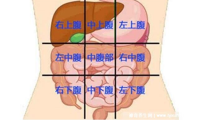 女性下腹疼痛部位圖解位置，左下腹痛警惕卵巢囊腫/輸卵管炎