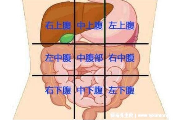 男性左側疼痛位置圖圖解，左側肋骨下方疼除了炎癥還可能是癌