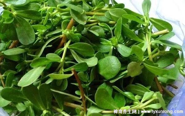 蜂蜜加什么美白淡斑，蜂蜜檸檬面膜效果最好(附祛斑偏方)