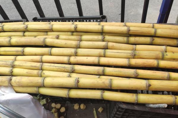 吃甘蔗會不會長胖