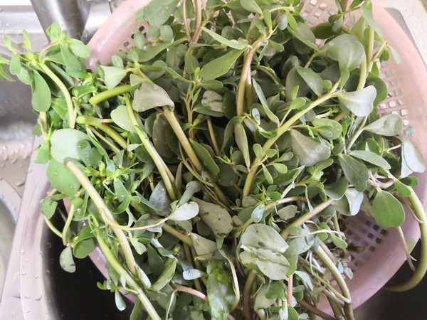 馬齒莧菜饃饃的做法-家常味蒸菜譜-易網<a href=http://m.aoa7937.com/ target=_blank class=infotextkey>健康養生</a>網 馬齒莧菜饃饃的做法-家常味蒸菜譜