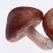 香菇蝦釀鵪鶉蛋的做法-咸鮮味蒸菜譜-易網(wǎng)<a href=http://m.aoa7937.com/ target=_blank class=infotextkey>健康養(yǎng)生</a>網(wǎng) 香菇蝦釀鵪鶉蛋的做法-咸鮮味蒸菜譜