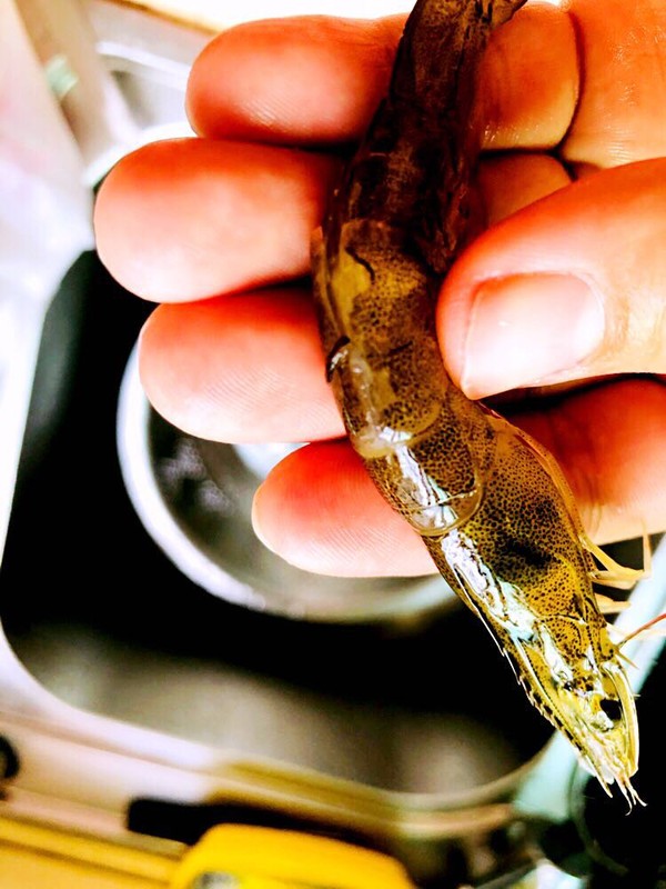 避風塘炒蝦的做法-咸鮮味炒菜譜-易網健康養生網 避風塘炒蝦的做法-咸鮮味炒菜譜
