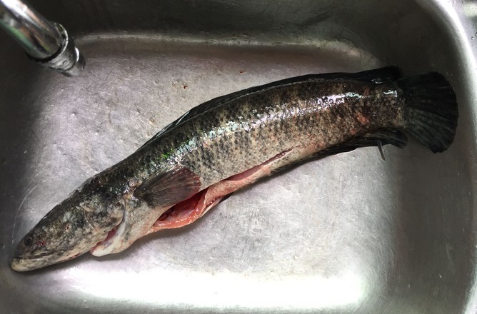 肥腸煮黑魚的做法-香辣味煮菜譜