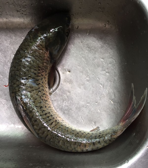 泡兒菜燒草魚的做法-酸辣味燒菜譜-易網<a href=http://m.aoa7937.com/ target=_blank class=infotextkey>健康養生</a>網 泡兒菜燒草魚的做法-酸辣味燒菜譜