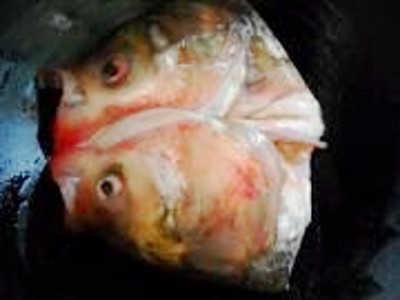 砂鍋魚(yú)頭煲的做法-咸鮮味煮菜譜-易網(wǎng)健康養(yǎng)生網(wǎng) 砂鍋魚(yú)頭煲的做法-咸鮮味煮菜譜