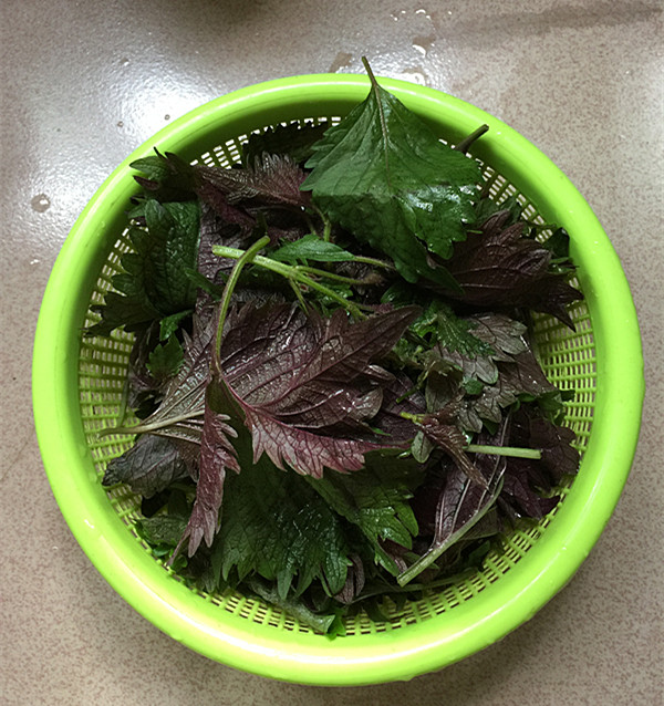 紫蘇煎雞蛋的做法-家常味煎菜譜-易網健康養生網 紫蘇煎雞蛋的做法-家常味煎菜譜