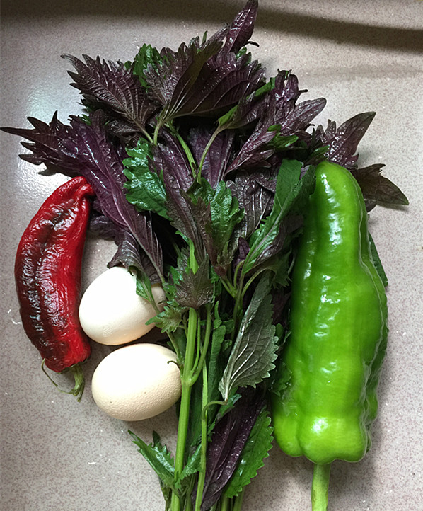 紫蘇煎雞蛋的做法-家常味煎菜譜-易網<a href=http://m.aoa7937.com/ target=_blank class=infotextkey>健康養生</a>網 紫蘇煎雞蛋的做法-家常味煎菜譜