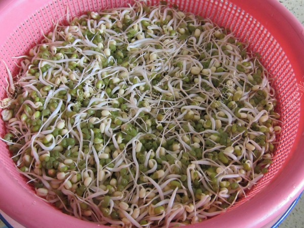 自家發的綠豆芽的做法-家常味炒菜譜-易網健康養生網 自家發的綠豆芽的做法-家常味炒菜譜