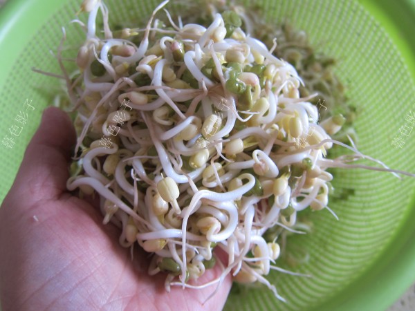 自家發的綠豆芽的做法-家常味炒菜譜-易網健康養生網 自家發的綠豆芽的做法-家常味炒菜譜