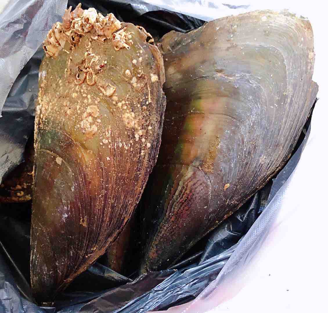 帶子炒萵筍胡蘿卜木耳的做法-咸鮮味炒菜譜-易網<a href=http://m.aoa7937.com/ target=_blank class=infotextkey>健康養(yǎng)生</a>網 帶子炒萵筍胡蘿卜木耳的做法-咸鮮味炒菜譜