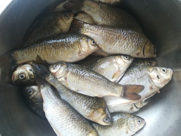 糖醋酥鯽魚(yú)的做法-家常味燉菜譜-易網(wǎng)<a href=http://m.aoa7937.com/ target=_blank class=infotextkey>健康養(yǎng)生</a>網(wǎng) 糖醋酥鯽魚(yú)的做法-家常味燉菜譜
