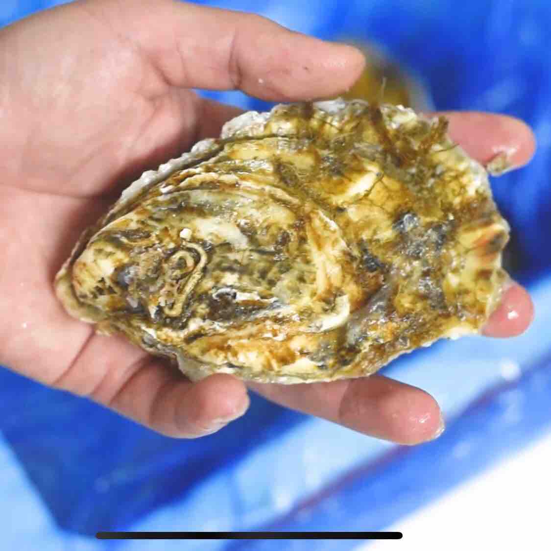 烤箱烤生蠔的做法-香辣味烤菜譜-易網<a href=http://m.aoa7937.com/ target=_blank class=infotextkey>健康養生</a>網 烤箱烤生蠔的做法-香辣味烤菜譜