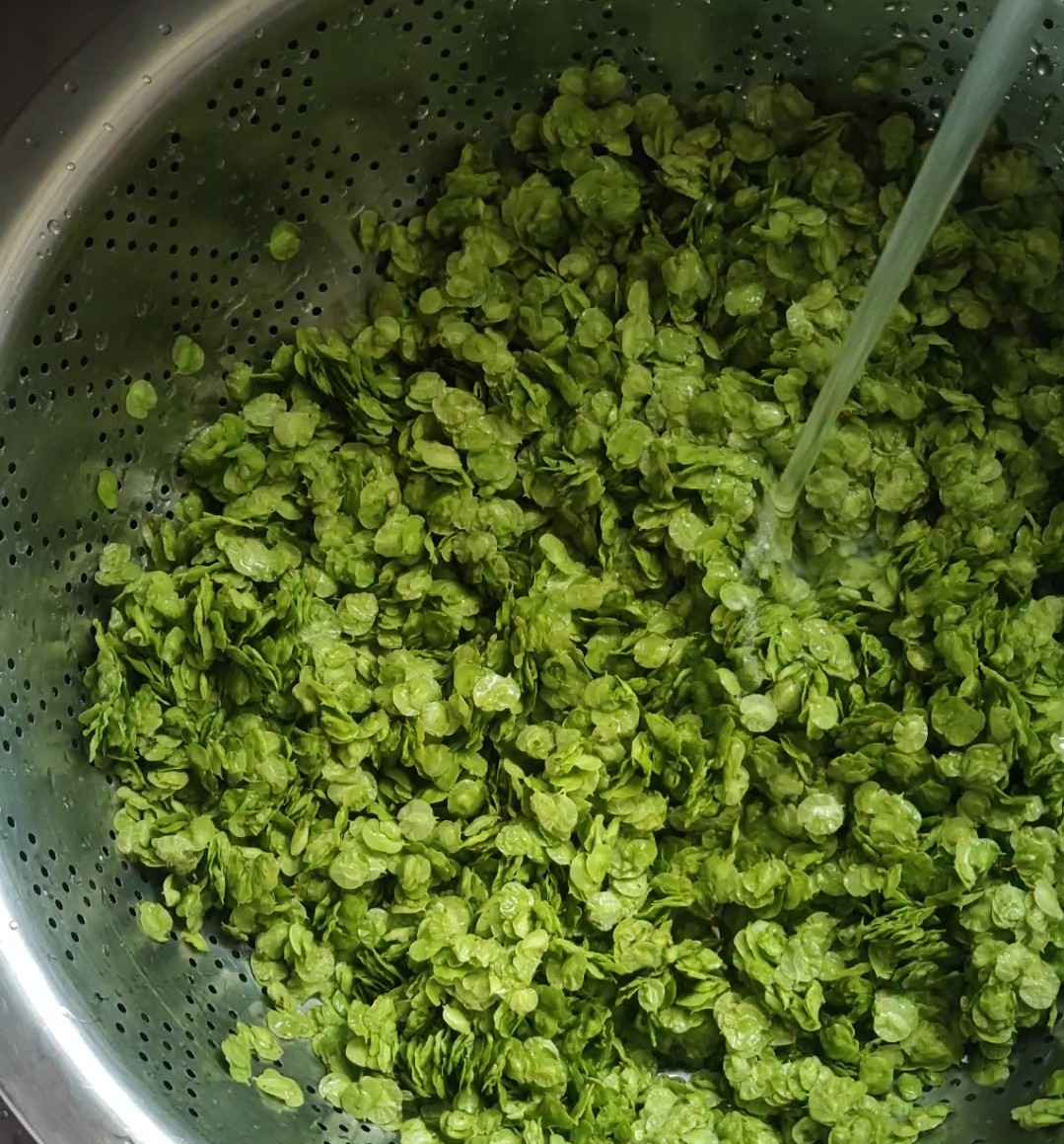 陽春三月的美食~蒸榆錢的做法-家常味蒸菜譜