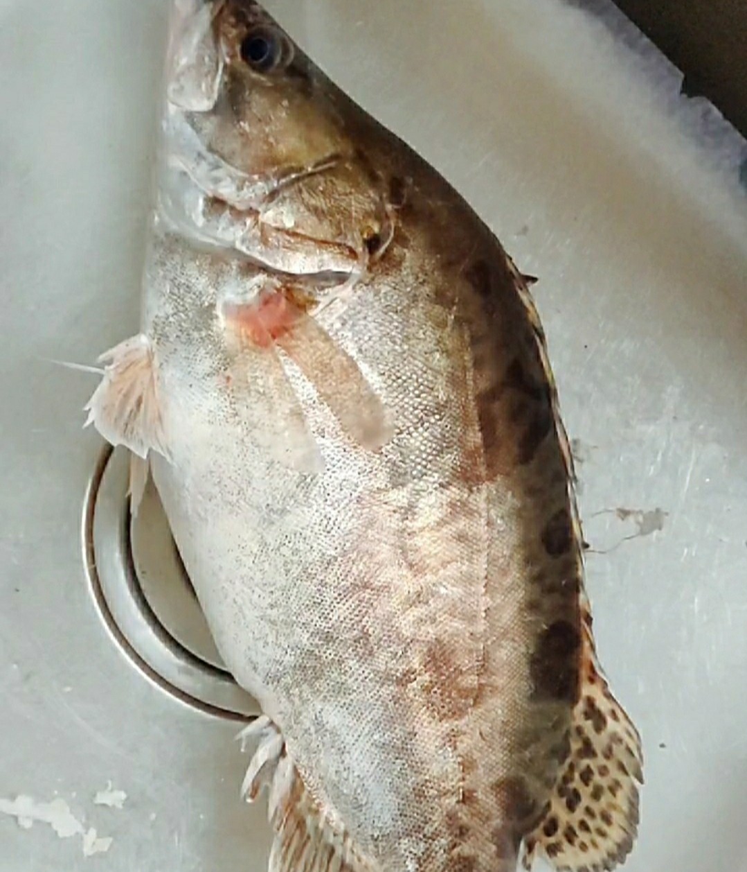 松鼠鱖魚(yú)的做法-酸甜味炸菜譜-易網(wǎng)<a href=http://m.aoa7937.com/ target=_blank class=infotextkey>健康養(yǎng)生</a>網(wǎng) 松鼠鱖魚(yú)的做法-酸甜味炸菜譜