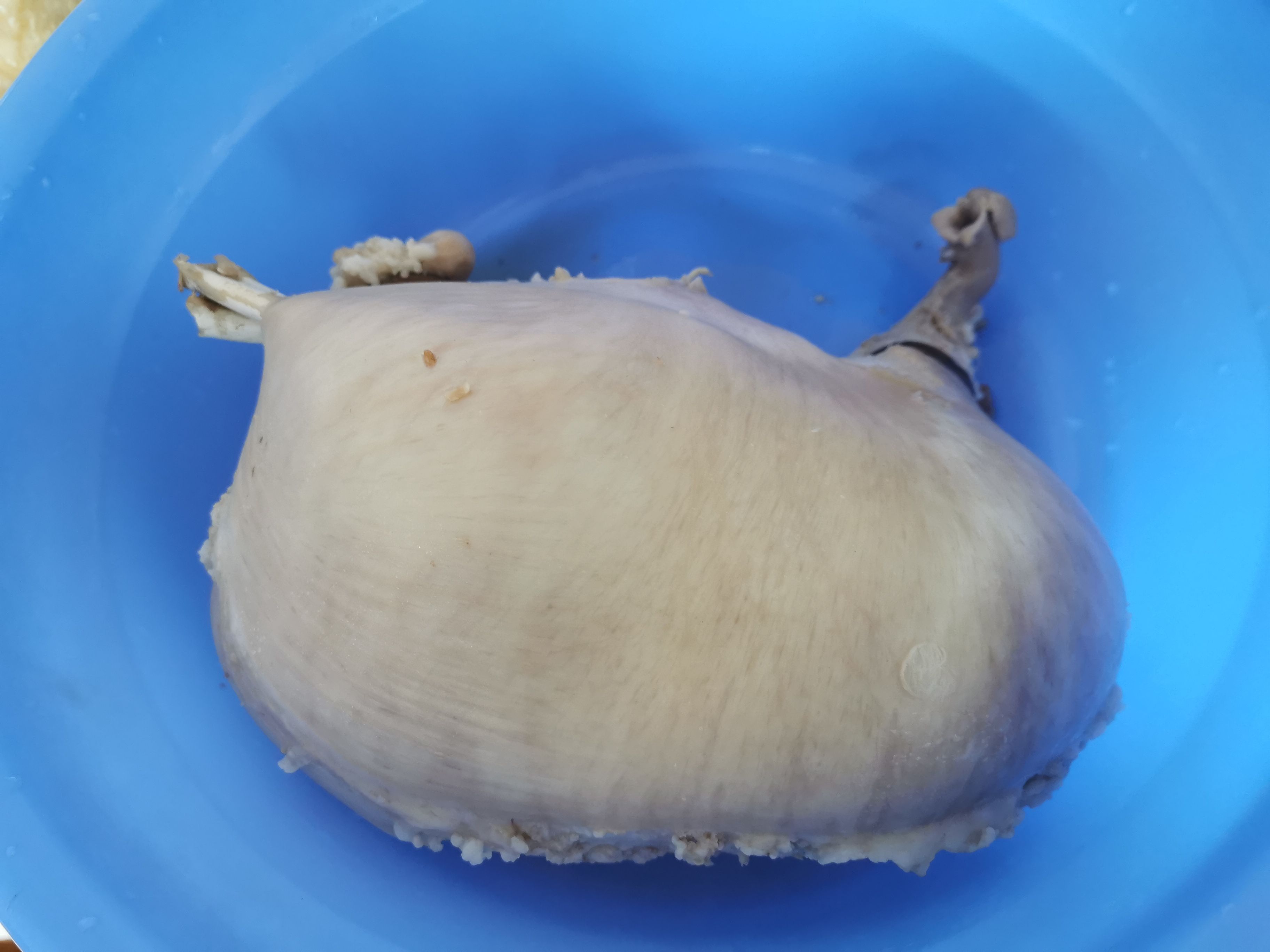 豬肚雞煲(鳳投胎版)的做法-咸鮮味煲菜譜-易網健康養生網 豬肚雞煲(鳳投胎版)的做法-咸鮮味煲菜譜