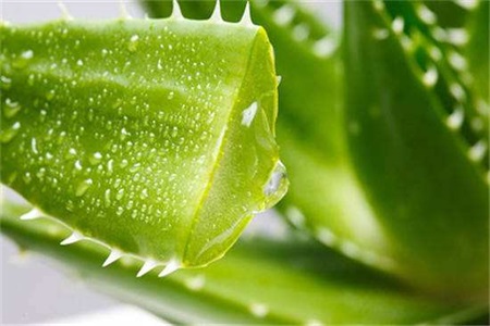 美容護(hù)膚小竅門：珍珠粉能美容？蘆薈膠可以祛痘？