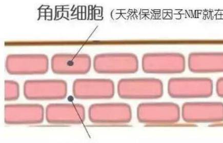 護膚小知識:皮膚很薄適合洗面嗎?-易網<a href=http://m.aoa7937.com/ target=_blank class=infotextkey>健康養生</a>網 護膚小知識:皮膚很薄適合洗面嗎?