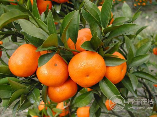 春季多病 防治感冒多吃5種水果