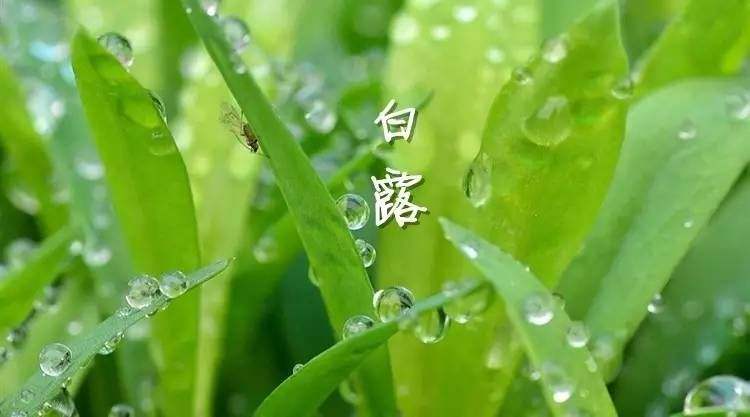 節氣養生有妙招  讓準媽安全度過“白露”劫