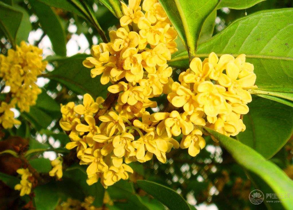 寒露后最適合用桂花入茶，暖胃甜香味道好，深秋養生必備