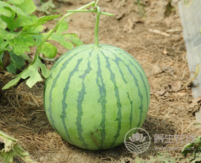 夏季吃西瓜,這3個(gè)要點(diǎn)要注意