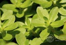 夏季濕氣重怎么辦？不妨多吃這5種食物