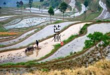 2018芒種時(shí)間_芒種是什么時(shí)候_吃什么養(yǎng)生_芒種習(xí)俗