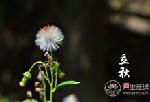 秋葵的營養價值很高，多吃對身體有好處
