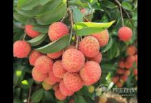 怎么吃荔枝不上火？學(xué)會5個方法