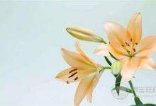 夏季養(yǎng)生這點(diǎn)事，你應(yīng)該提前知道？