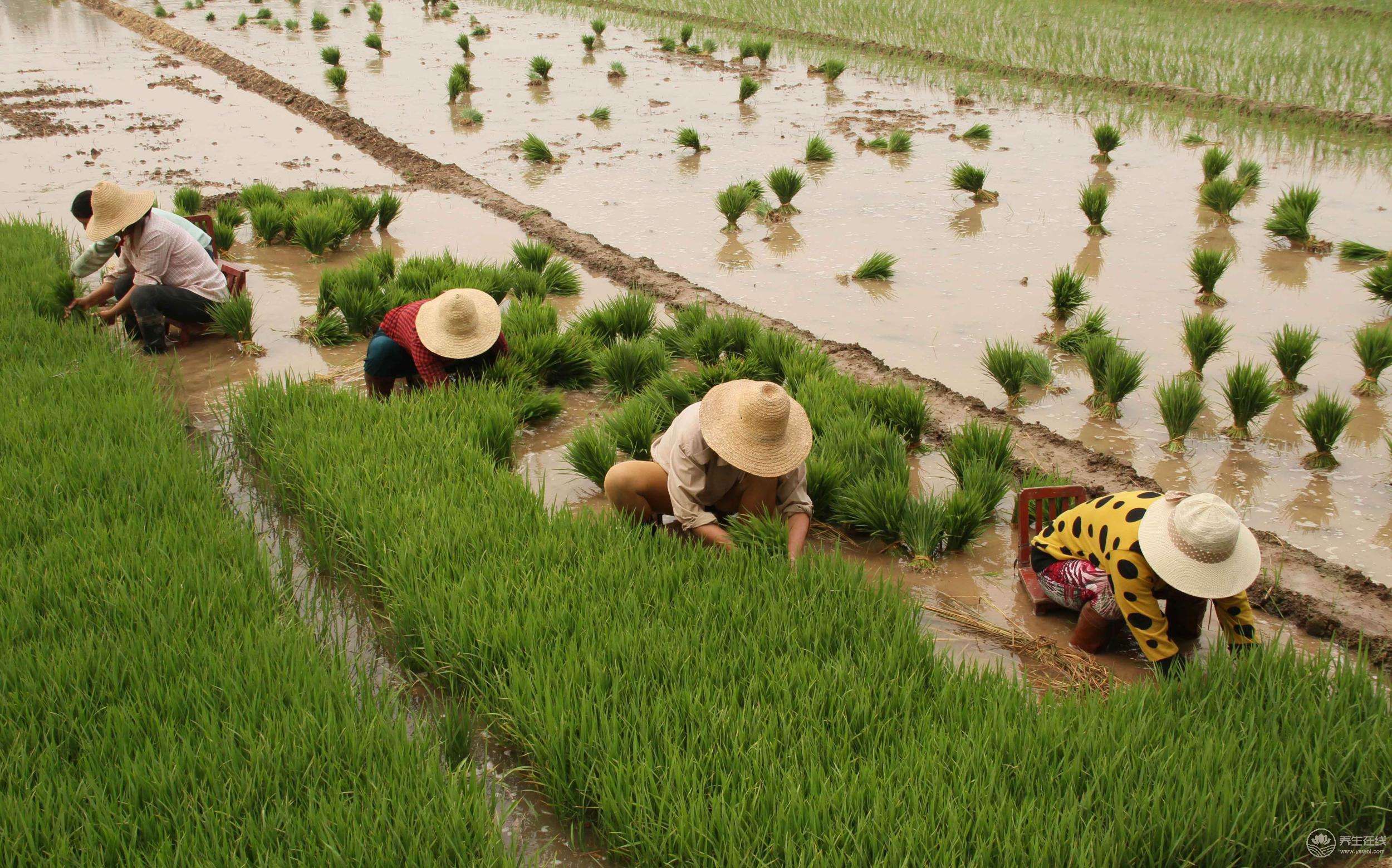 夏至農(nóng)事活動(dòng) 夏至農(nóng)事活動(dòng)