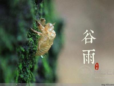 谷雨節(jié)氣喝黃酒好不好?