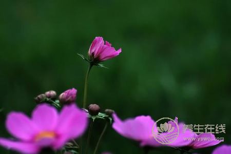 處暑節氣的含義是什么?處暑是哪個季節?-易網<a href=http://m.aoa7937.com/ target=_blank class=infotextkey>健康養生</a>網 處暑節氣的含義是什么?處暑是哪個季節?