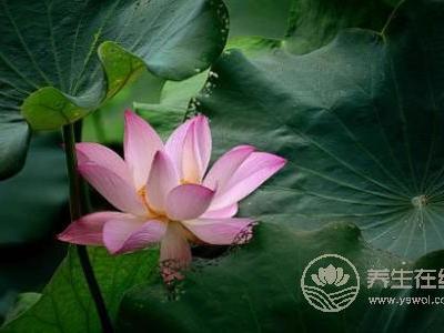 處暑節(jié)氣的特點(diǎn)是什么?什么是處暑呢?