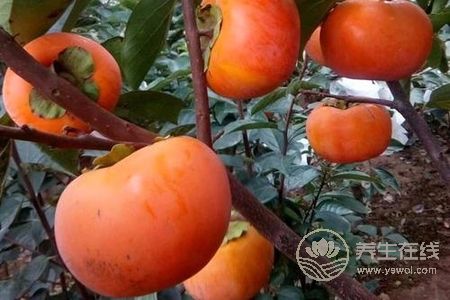 霜降養(yǎng)生食物有哪些?霜降節(jié)氣吃柿子和栗子好處是什么?