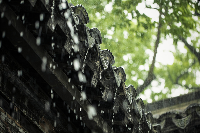 春天容易濕氣重，喝什么茶可以除濕？