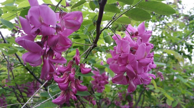 留住春天的味道——凍槐花餃子餡怎么做更美味?-易網<a href=http://m.aoa7937.com/ target=_blank class=infotextkey>健康養生</a>網 留住春天的味道——凍槐花餃子餡怎么做更美味?