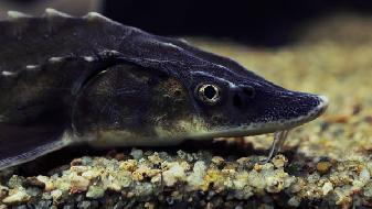 冬季吃什么海魚好？5魚可吃