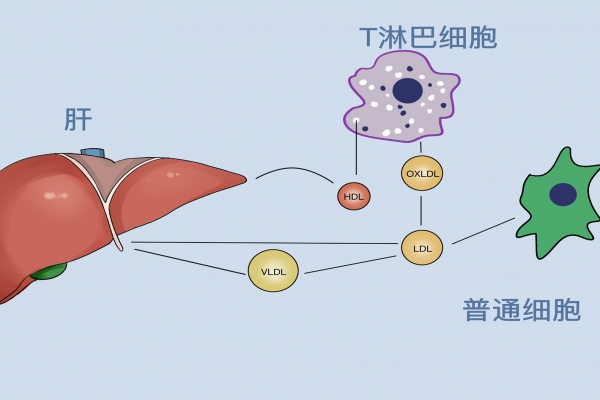 秋季怎么養肝護肝