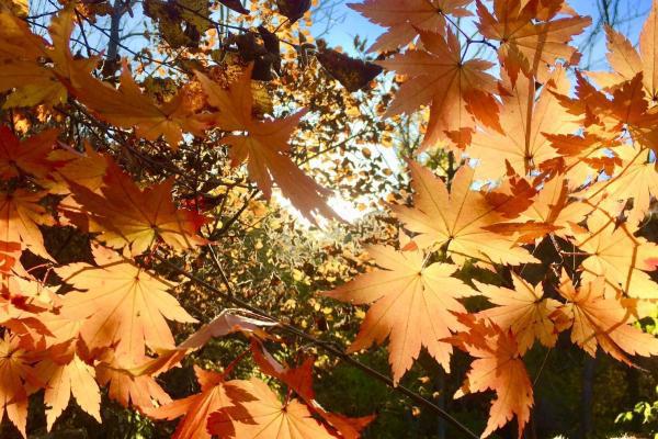 秋分屬于什么季節-易網<a href=http://m.aoa7937.com/ target=_blank class=infotextkey>健康養生</a>網 秋分屬于什么季節