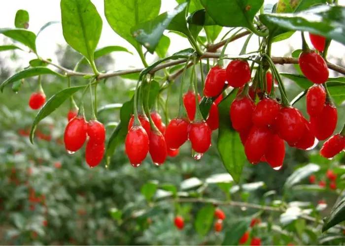 眼睛易疲勞?六種食物為您撐起保護(hù)傘! 眼睛易疲勞?六種食物為您撐起保護(hù)傘!